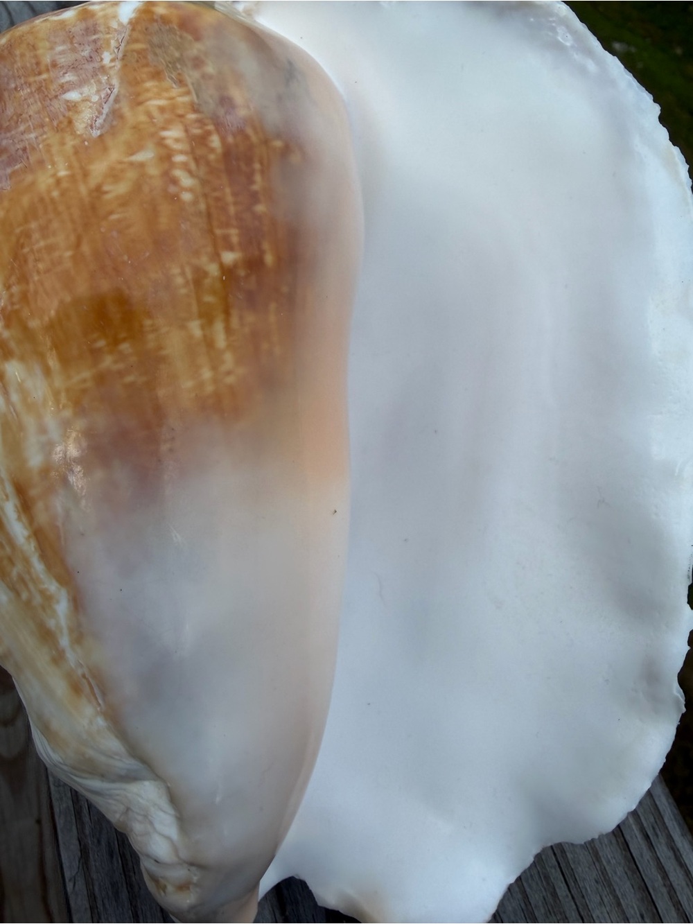Large Pacific Conch - Picture 6 of 8